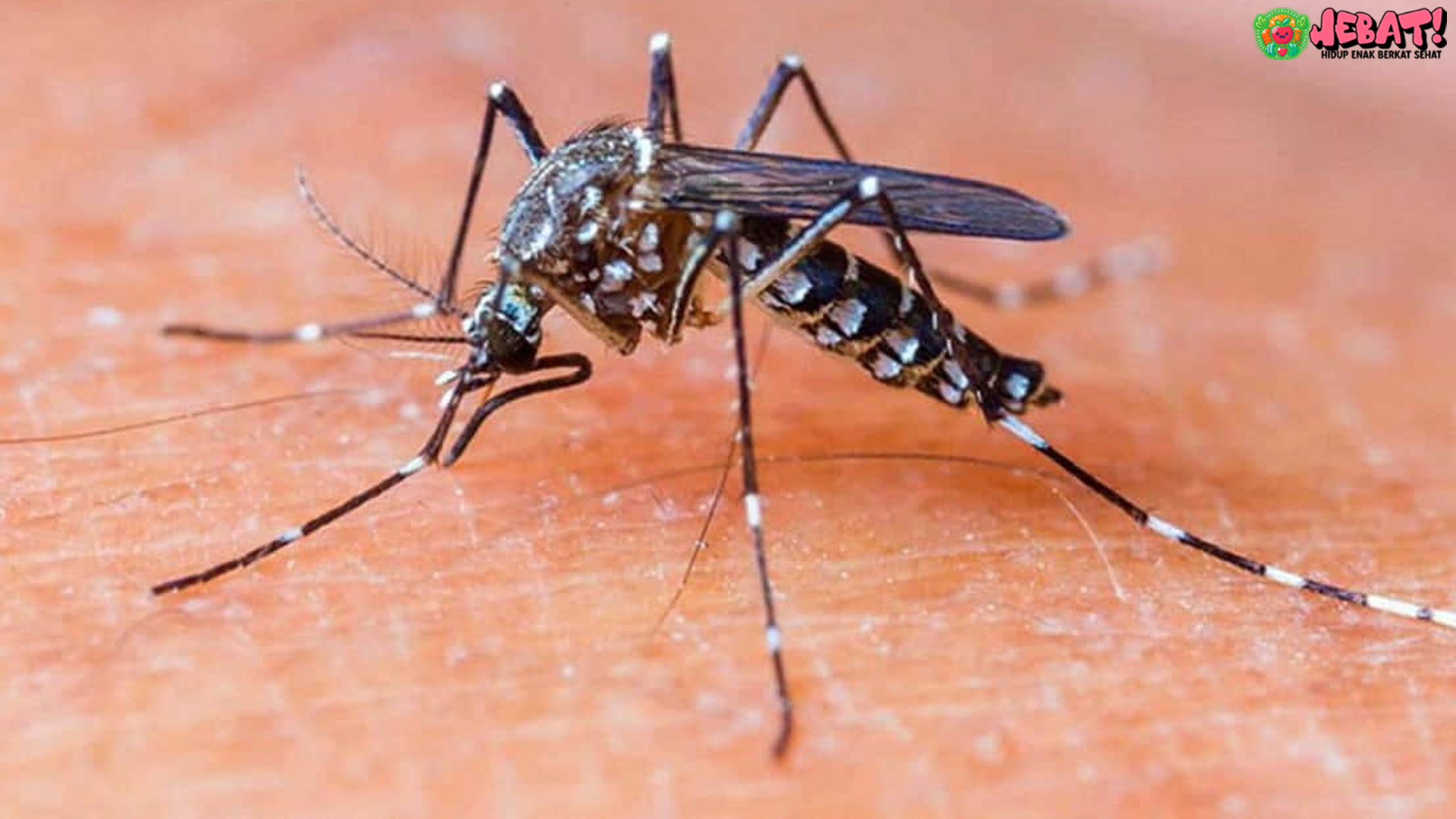 Chikungunya Serang Cianjur: Gejala Awal Sering Dianggap Remeh