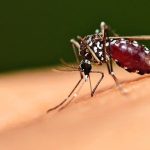 Malaria: Mengapa Penyakit Ini Belum Bisa Diberantas di Indonesia