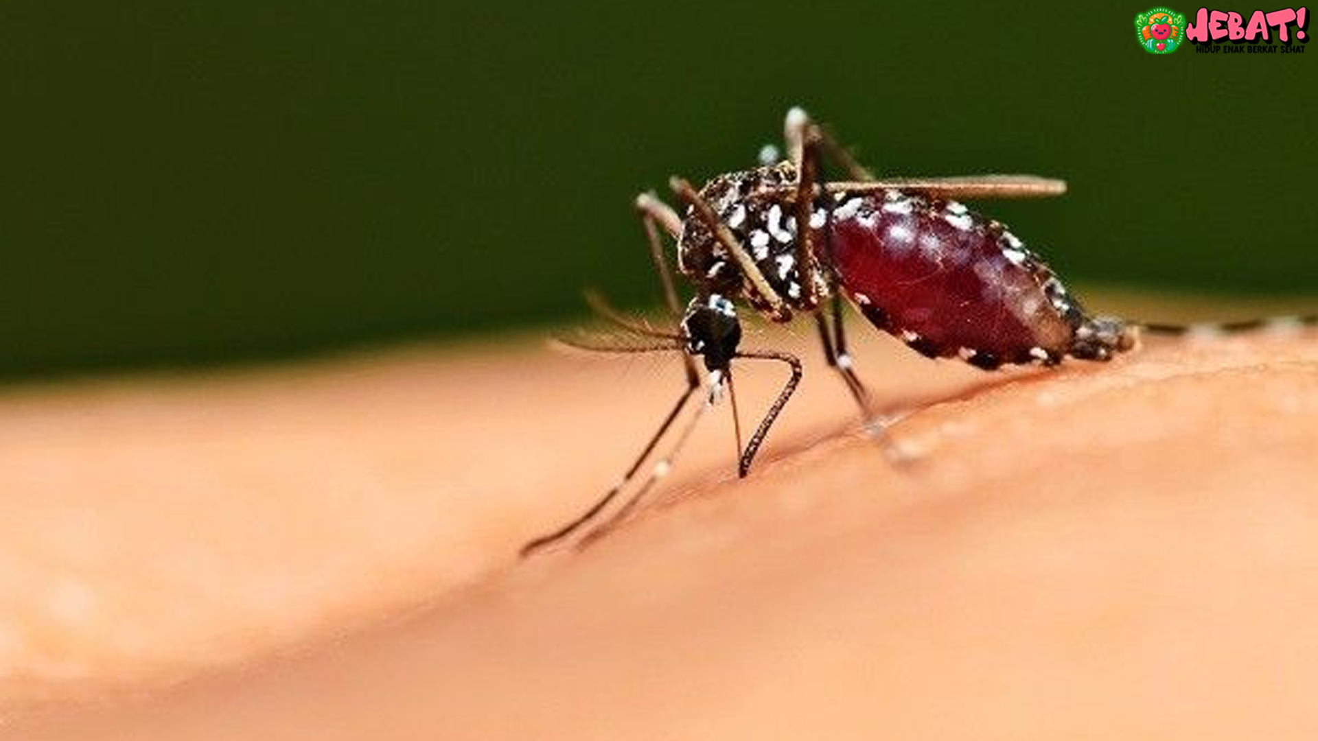 Malaria: Mengapa Penyakit Ini Belum Bisa Diberantas di Indonesia