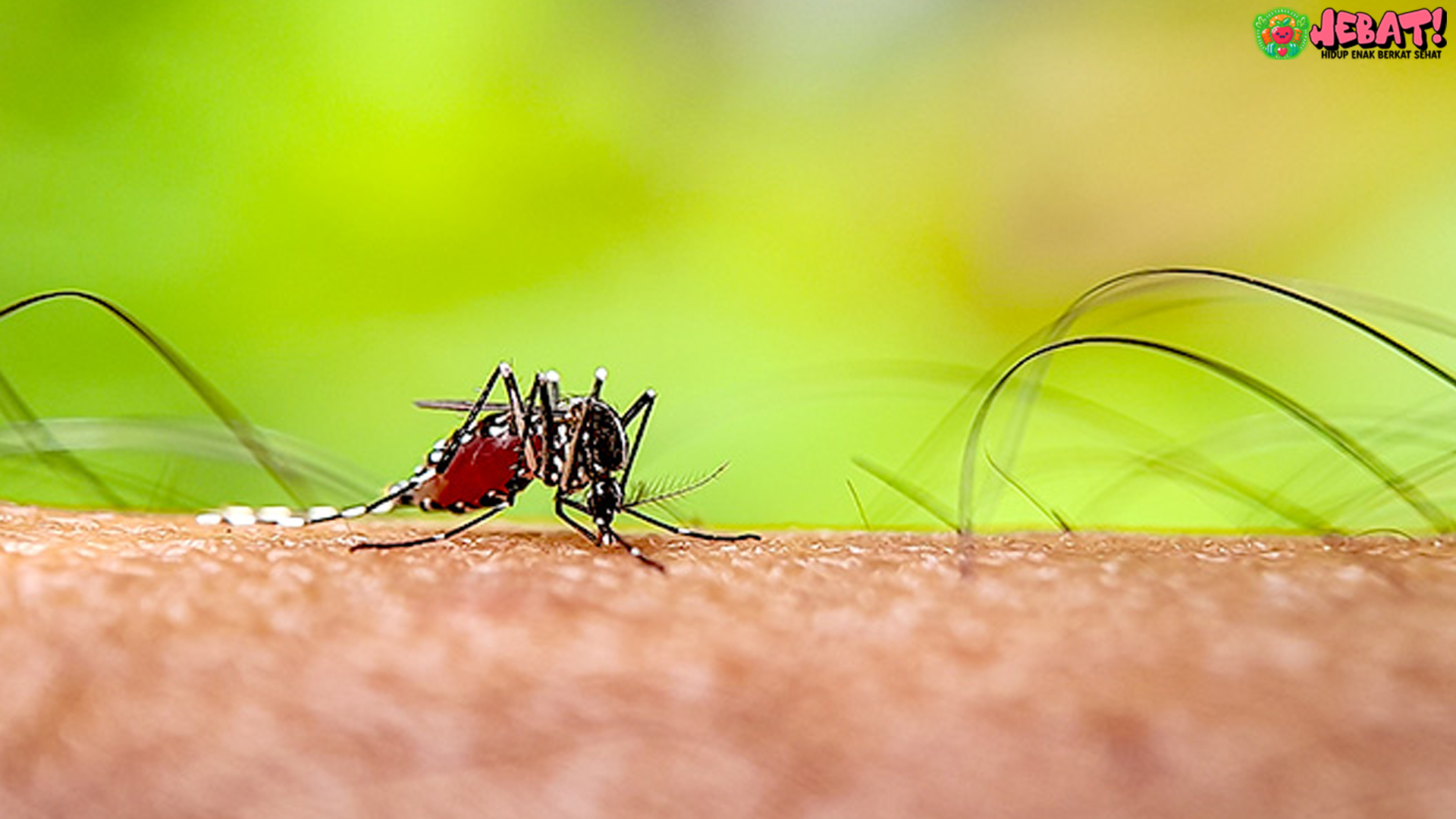 Malaria: Mengapa Penyakit Ini Belum Bisa Diberantas di Indonesia