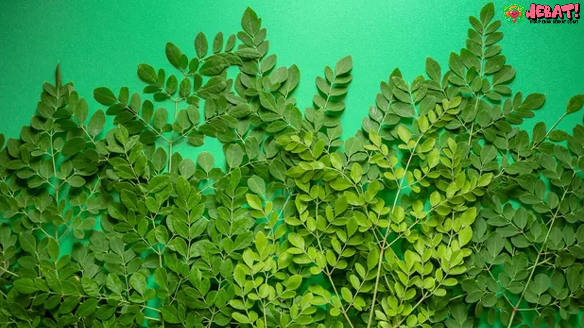 Daun Kelor dan 4 Khasiat Penting untuk Tubuh yang Perlu Dicoba