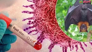 Bangladesh Hadapi Virus Kelelawar Baru Mirip Nipah Tahun 2026