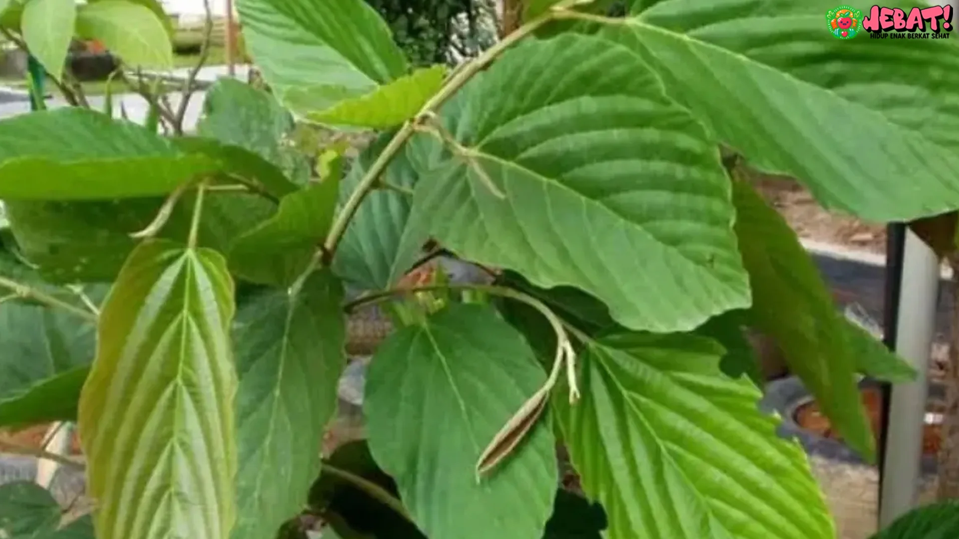 Riset Unair Daun Apa Apa Hambat 5 Sel Kanker Jahat