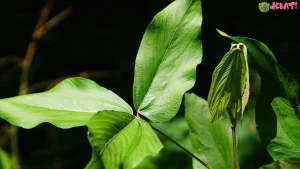 Riset Unair Daun Apa Apa Hambat 5 Sel Kanker Jahat