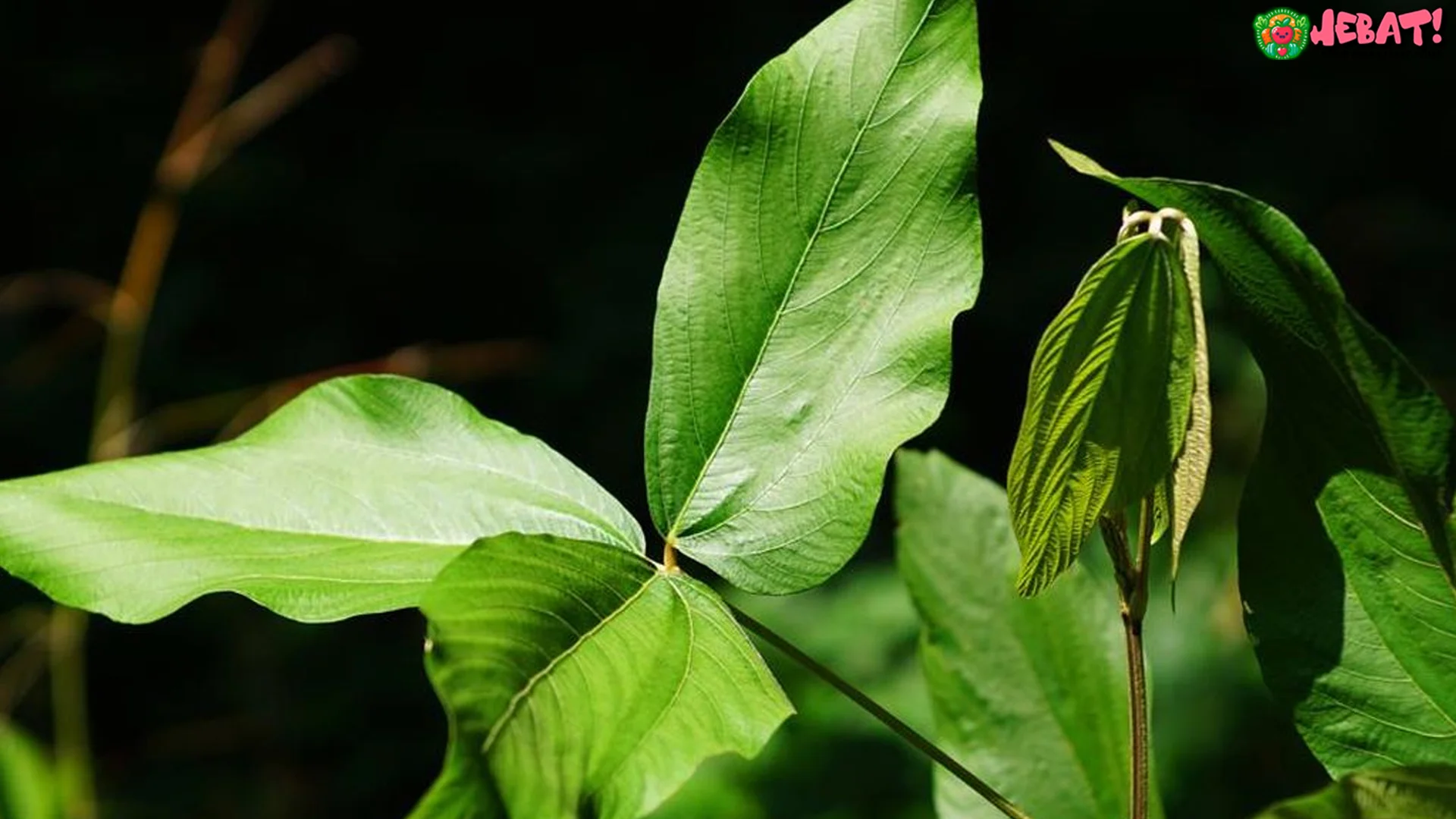 Riset Unair Daun Apa Apa Hambat 5 Sel Kanker Jahat